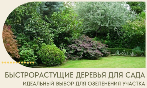 Быстрорастущие деревья для сада идеальный выбор в Краснокамске