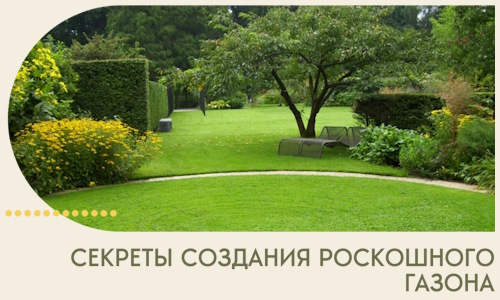 Секреты создания роскошного газона в Краснокамске